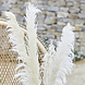 Droogbloemen 90cm 5st Droogbloemen 90cm 5st