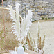 Droogbloemen 90cm 5st Droogbloemen 90cm 5st