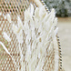 Beige Droogbloemen 65cm 20st Beige Droogbloemen 65cm 20st