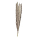 Beige Droogbloemen 90cm 5st Beige Droogbloemen 90cm 5st