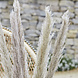 Beige Droogbloemen 90cm 5st Beige Droogbloemen 90cm 5st