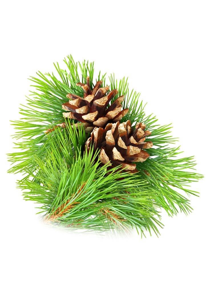 Beauty & Care Pine air Beauty & Care Pine air