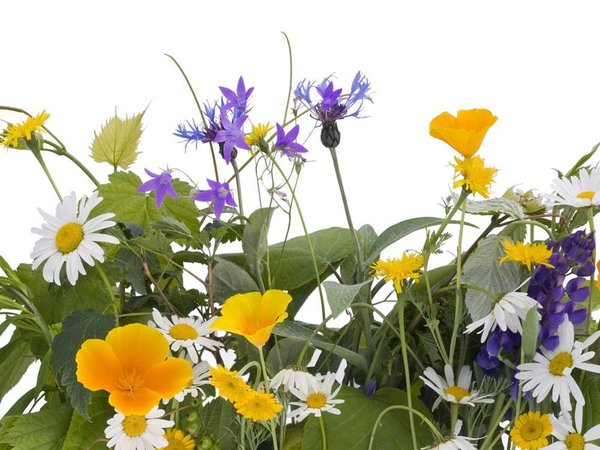 Beauty & Care Alpine herb perfume Beauty & Care Alpine herb perfume