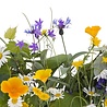 Beauty & Care Alpine herbs perfume Beauty & Care Alpine herbs perfume