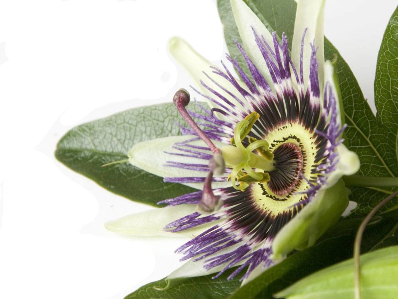 Beauty & Care Parfum Passiflore Beauty & Care Parfum Passiflore