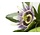 Passionflower perfume