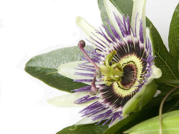 Beauty & Care Parfum Passiflore Beauty & Care Parfum Passiflore