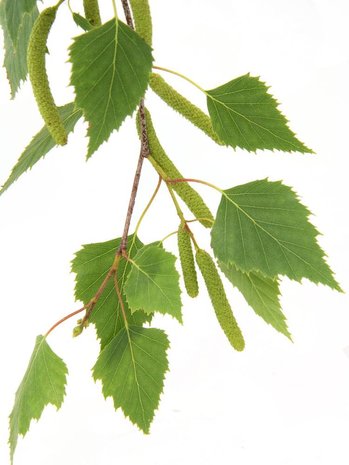 Beauty & Care Parfum de bouleau Beauty & Care Parfum de bouleau