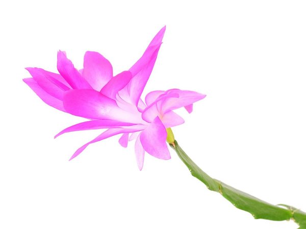 Beauty & Care Cactus perfume Beauty & Care Cactus perfume