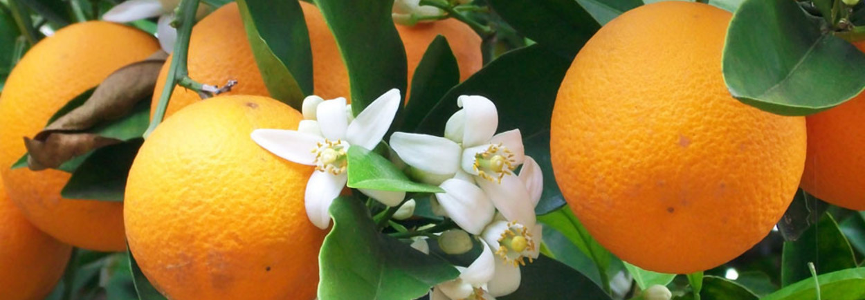 Ingrediënten pure geuren