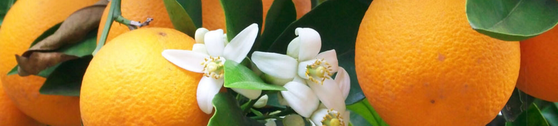 Ingrediënten pure geuren