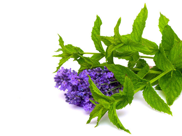 Beauty & Care Menthe Lavande arôme sauna de base Beauty & Care Menthe Lavande arôme sauna de base