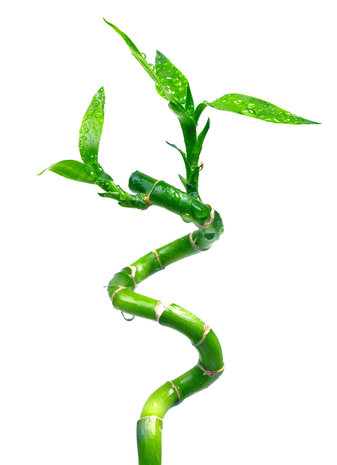 Beauty & Care Bamboo perfume oil Beauty & Care Bamboo perfume oil