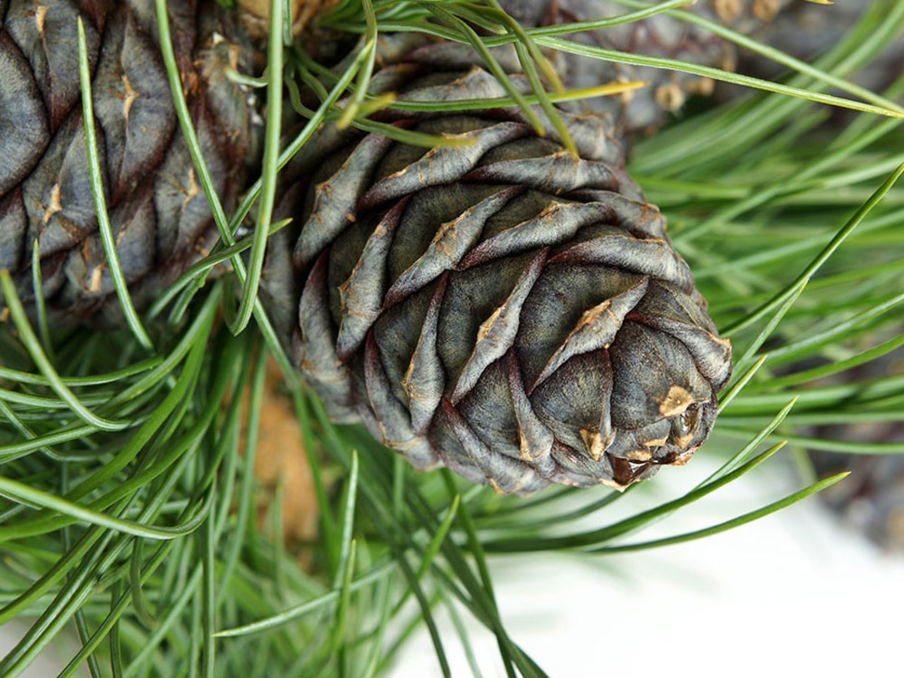 Beauty & Care Ätherisches Fichtenöl Beauty & Care Ätherisches Fichtenöl