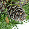 Fir essential oil Fir essential oil