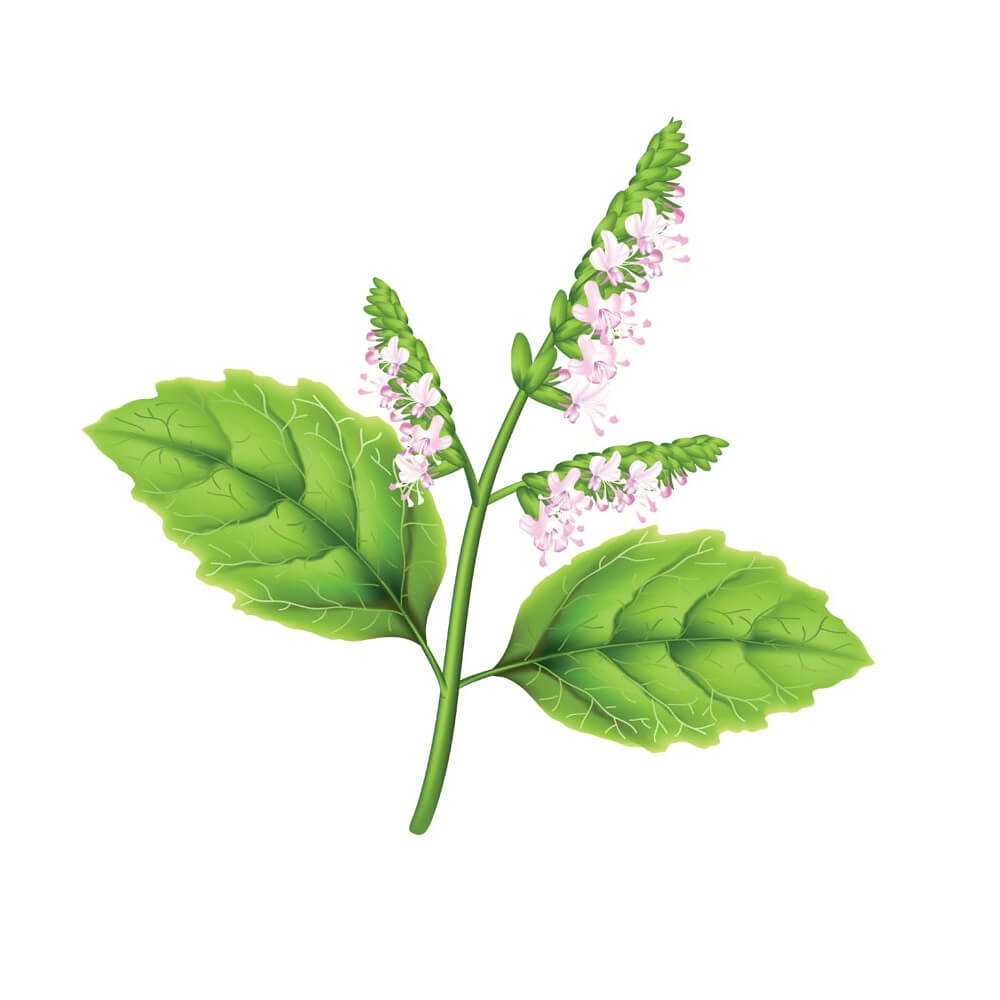 Patchouli essential oil