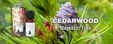 Cedarwood a versé le concentré dans l'huile essentielle de Cedarwood