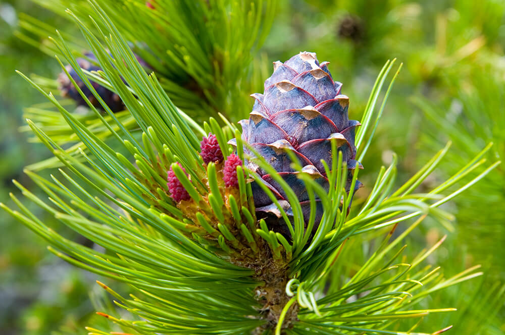 Cedarwood essential oil aromatherapy