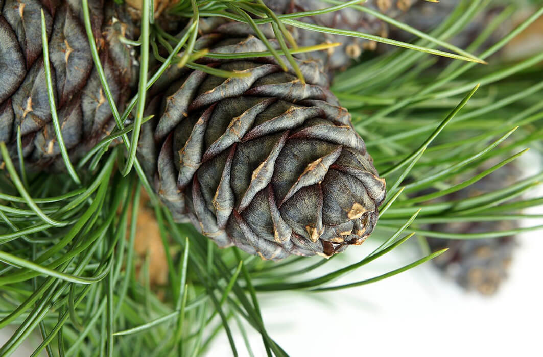 Spruce essential oil