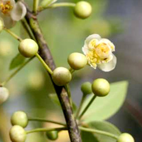 Ätherisches Litsea-Cubeba-Öl