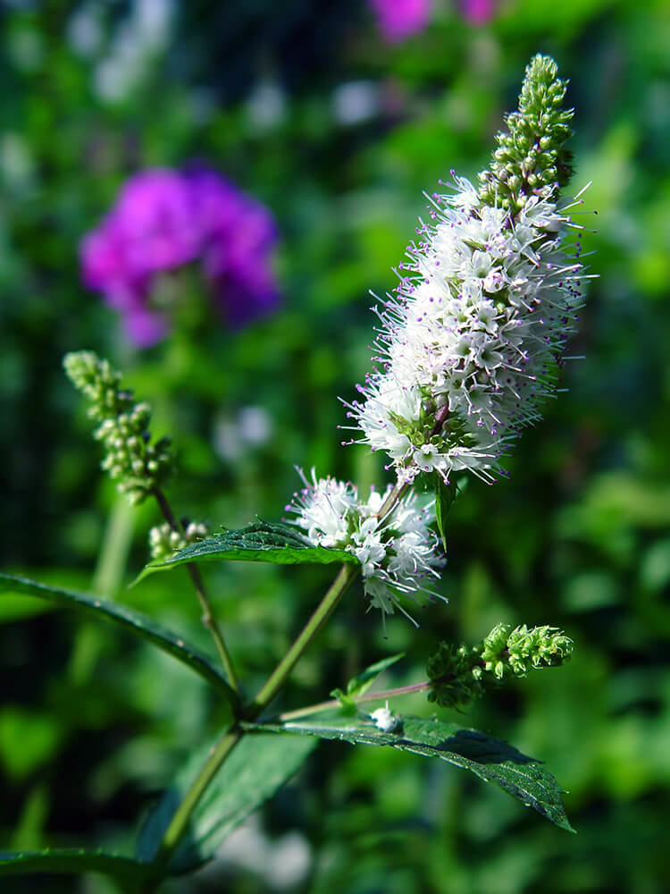 Spearmint essential oil aromatherapy