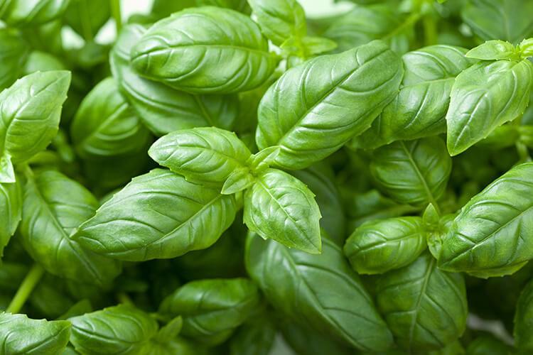 Basil essential oil aromatherapy