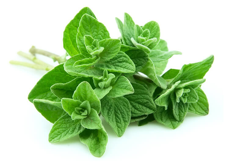 Oregano essential oil aromatherapy