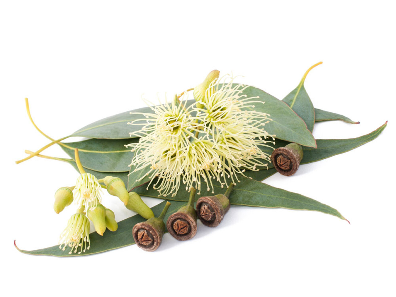 Beauty & Care Eucalyptus air 1 liter Beauty & Care Eucalyptus air 1 liter