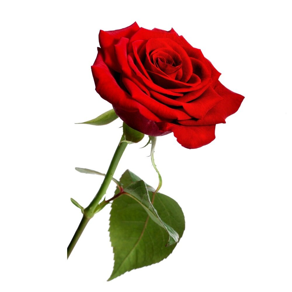 Beauty & Care Rosenluft 1 Liter Beauty & Care Rosenluft 1 Liter