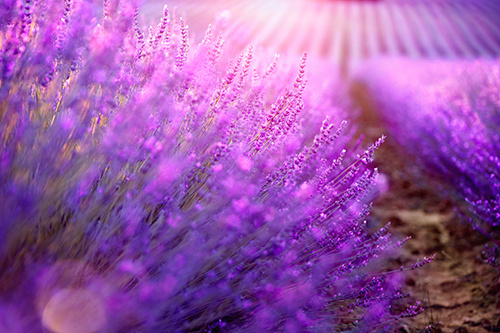 Franse Lavendel