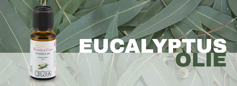 Eucalyptus bladeren voor stoomdestillatie