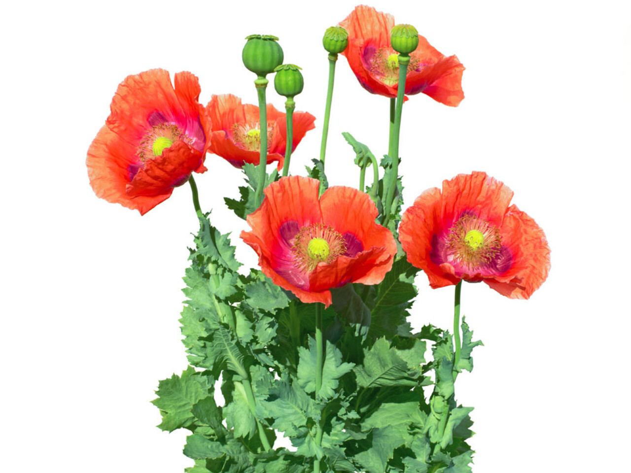 Beauty & Care Opium parfüm Beauty & Care Opium parfüm