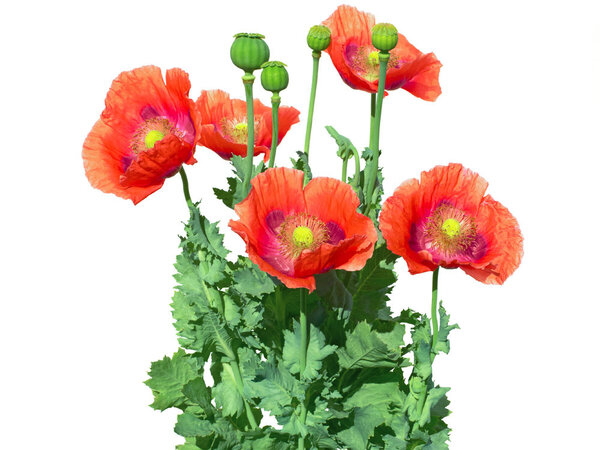 Beauty & Care Opium parfüm Beauty & Care Opium parfüm