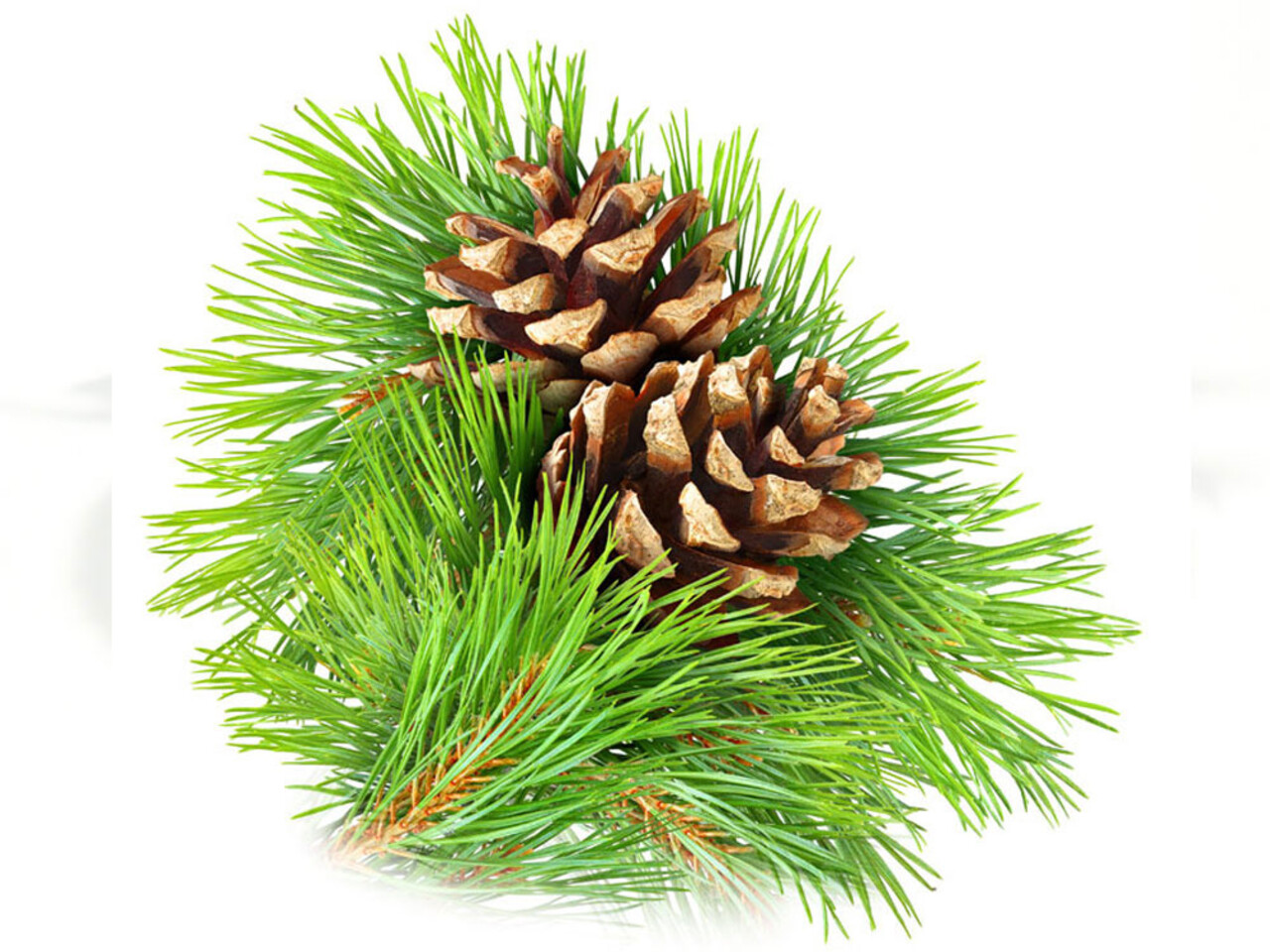 Beauty & Care Dennen etherische olie Beauty & Care Dennen etherische olie