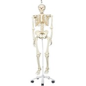 3B Skelet Stan