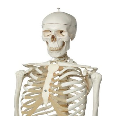 3B Skelet Stan