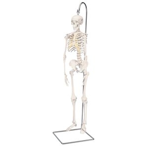 3B Mini-skelet Shorty