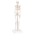 3B Mini-skelet Shorty op statief