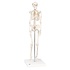 3B Mini-skelet Shorty op statief