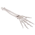 3B Handskelet ulna/radius