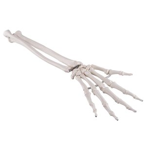 3B Handskelet ulna/radius