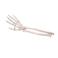 3B Hand+ulna/radius