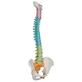 3B Flexibele wervelkolom (didactisch)