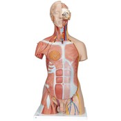 3B Deluxe Muscle torso