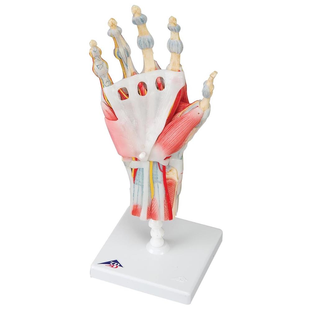 3B Hand skelet -