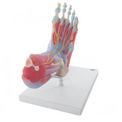 Anatomische modellen1