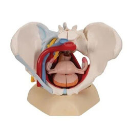 Bekken/ zwangerschap