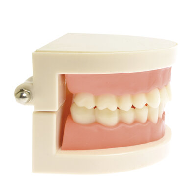 Gebits- demonstratiemodel small ( incl. kleine tandenborstel)