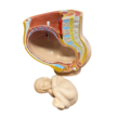 3B Anatomisch model zwangerschap
