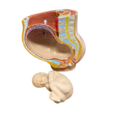 3B Anatomisch model zwangerschap